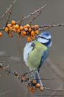 Blaumeise